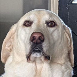 Meet your Posher, Ferdinand